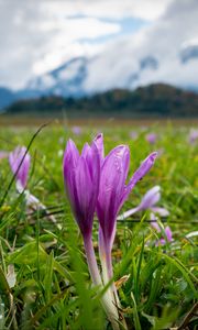 Preview wallpaper crocus, flowers, grass, meadow