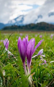 Preview wallpaper crocus, flowers, grass, meadow