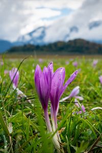 Preview wallpaper crocus, flowers, grass, meadow