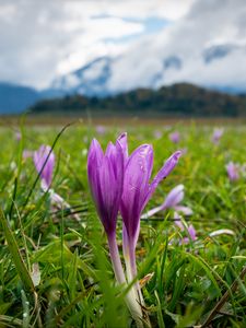 Preview wallpaper crocus, flowers, grass, meadow