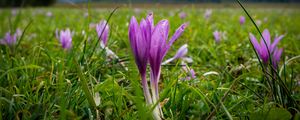 Preview wallpaper crocus, flowers, grass, meadow