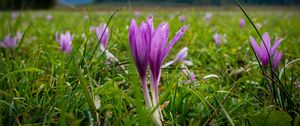 Preview wallpaper crocus, flowers, grass, meadow