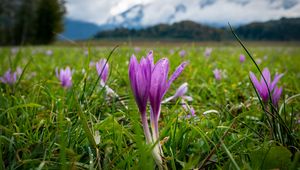 Preview wallpaper crocus, flowers, grass, meadow