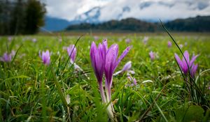 Preview wallpaper crocus, flowers, grass, meadow