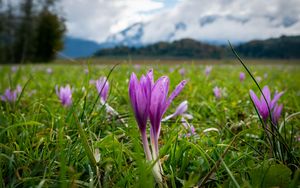 Preview wallpaper crocus, flowers, grass, meadow