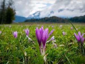 Preview wallpaper crocus, flowers, grass, meadow