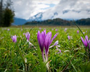 Preview wallpaper crocus, flowers, grass, meadow