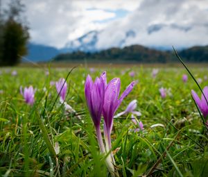 Preview wallpaper crocus, flowers, grass, meadow