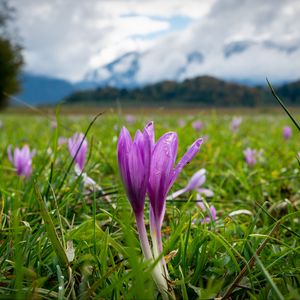 Preview wallpaper crocus, flowers, grass, meadow