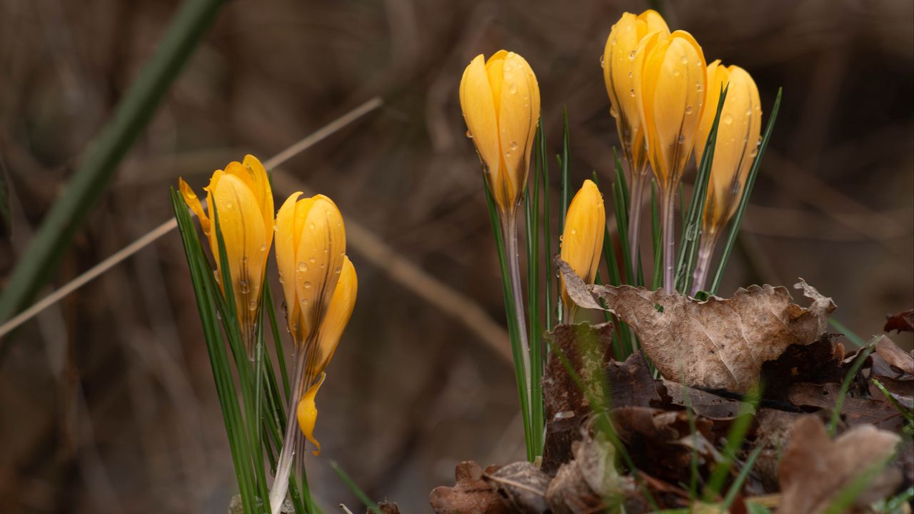 Wallpaper crocus, flowers, leaves, grass, drops