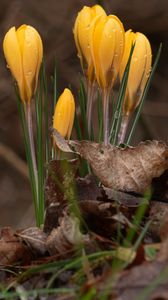 Preview wallpaper crocus, flowers, leaves, grass, drops