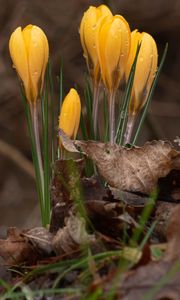 Preview wallpaper crocus, flowers, leaves, grass, drops