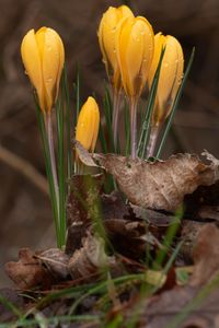 Preview wallpaper crocus, flowers, leaves, grass, drops
