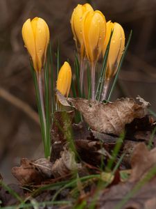 Preview wallpaper crocus, flowers, leaves, grass, drops