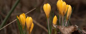 Preview wallpaper crocus, flowers, leaves, grass, drops
