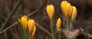 Preview wallpaper crocus, flowers, leaves, grass, drops