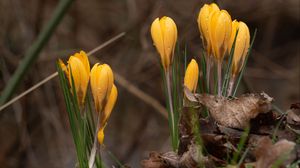 Preview wallpaper crocus, flowers, leaves, grass, drops
