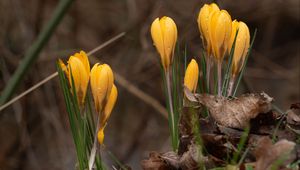 Preview wallpaper crocus, flowers, leaves, grass, drops