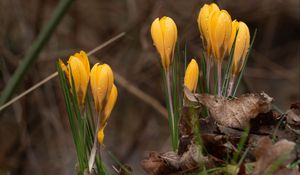 Preview wallpaper crocus, flowers, leaves, grass, drops