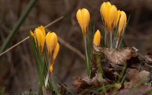 Preview wallpaper crocus, flowers, leaves, grass, drops