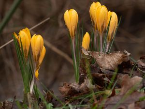 Preview wallpaper crocus, flowers, leaves, grass, drops