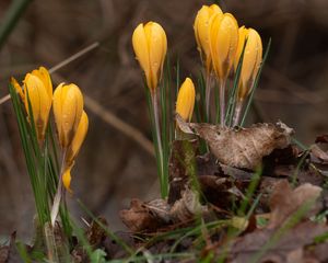 Preview wallpaper crocus, flowers, leaves, grass, drops