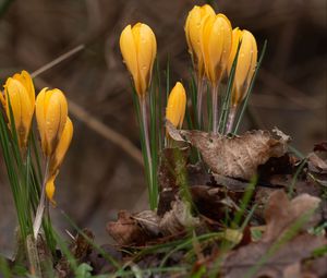 Preview wallpaper crocus, flowers, leaves, grass, drops