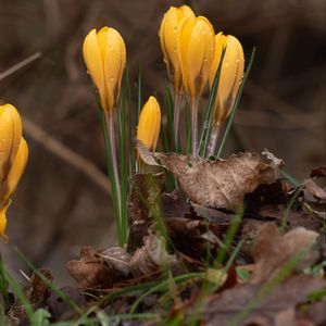 Preview wallpaper crocus, flowers, leaves, grass, drops
