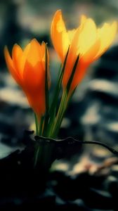 Preview wallpaper crocus, flowers, leaves, dark