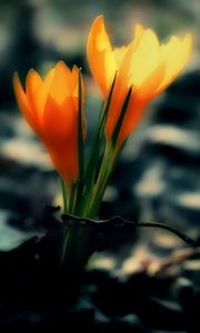 Preview wallpaper crocus, flowers, leaves, dark