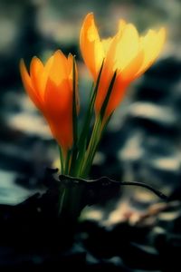 Preview wallpaper crocus, flowers, leaves, dark