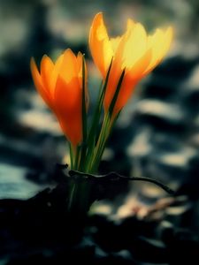 Preview wallpaper crocus, flowers, leaves, dark