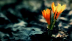 Preview wallpaper crocus, flowers, leaves, dark