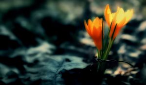 Preview wallpaper crocus, flowers, leaves, dark