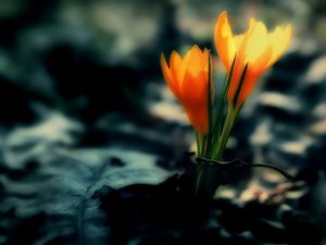 Preview wallpaper crocus, flowers, leaves, dark