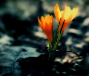 Preview wallpaper crocus, flowers, leaves, dark