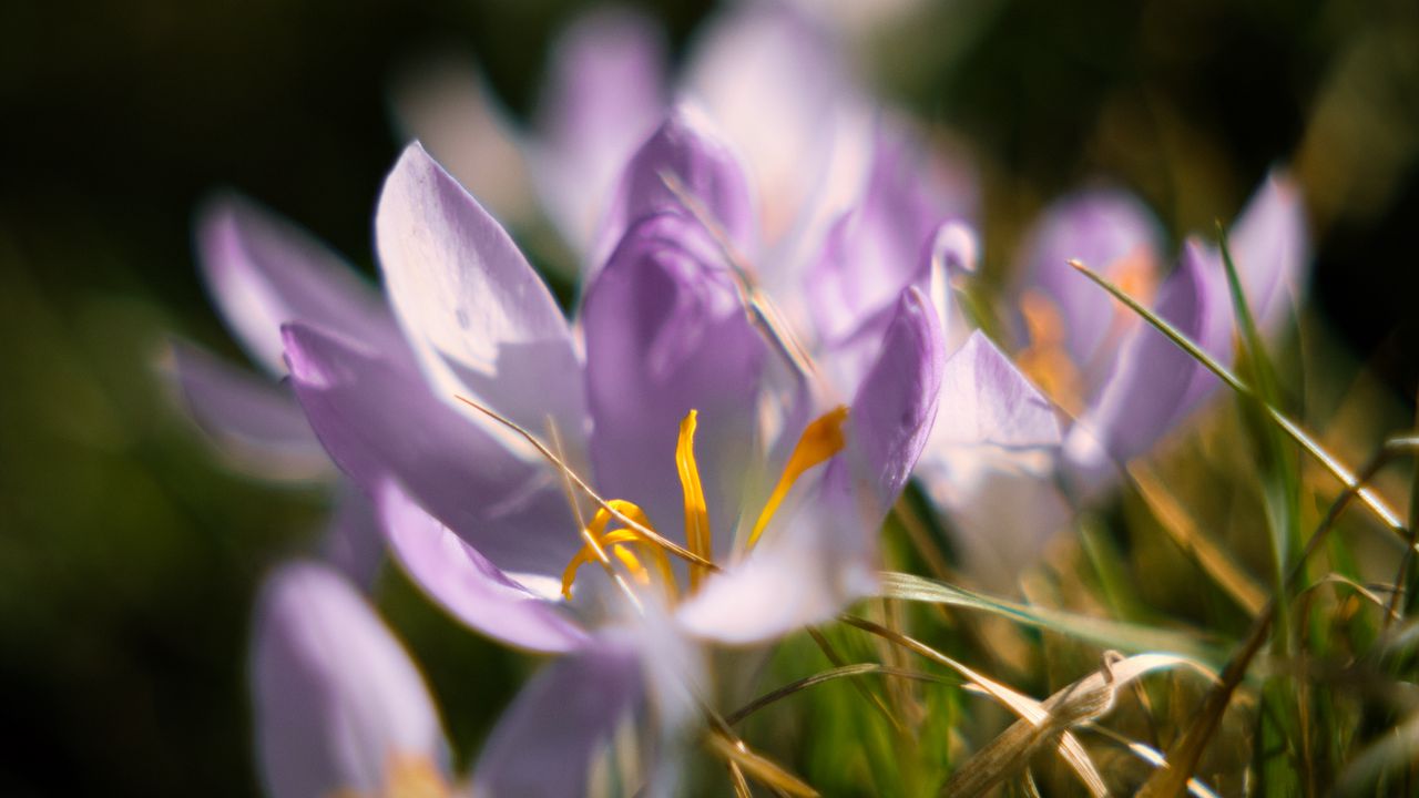 Wallpaper crocus, flowers, petals, macro, purple