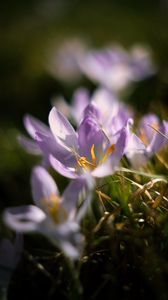Preview wallpaper crocus, flowers, petals, macro, purple