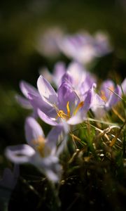 Preview wallpaper crocus, flowers, petals, macro, purple
