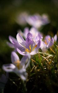 Preview wallpaper crocus, flowers, petals, macro, purple