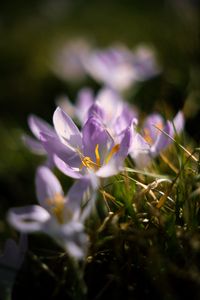 Preview wallpaper crocus, flowers, petals, macro, purple