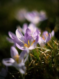 Preview wallpaper crocus, flowers, petals, macro, purple