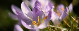 Preview wallpaper crocus, flowers, petals, macro, purple