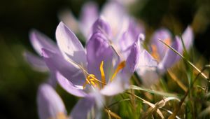 Preview wallpaper crocus, flowers, petals, macro, purple