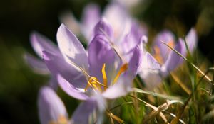 Preview wallpaper crocus, flowers, petals, macro, purple