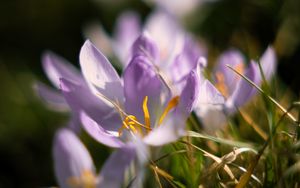 Preview wallpaper crocus, flowers, petals, macro, purple