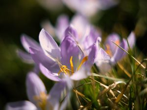 Preview wallpaper crocus, flowers, petals, macro, purple