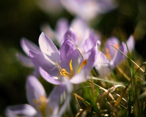 Preview wallpaper crocus, flowers, petals, macro, purple