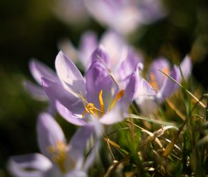Preview wallpaper crocus, flowers, petals, macro, purple
