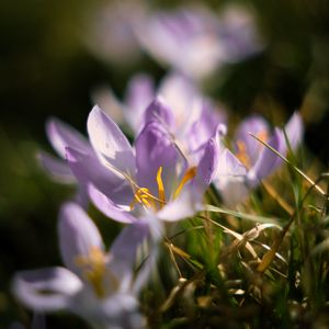 Preview wallpaper crocus, flowers, petals, macro, purple